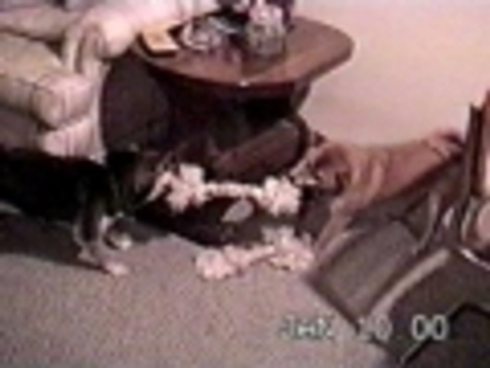 MY CHEW TOY!