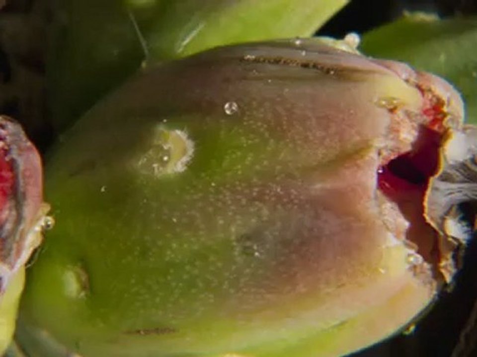 Documental_ Plantas