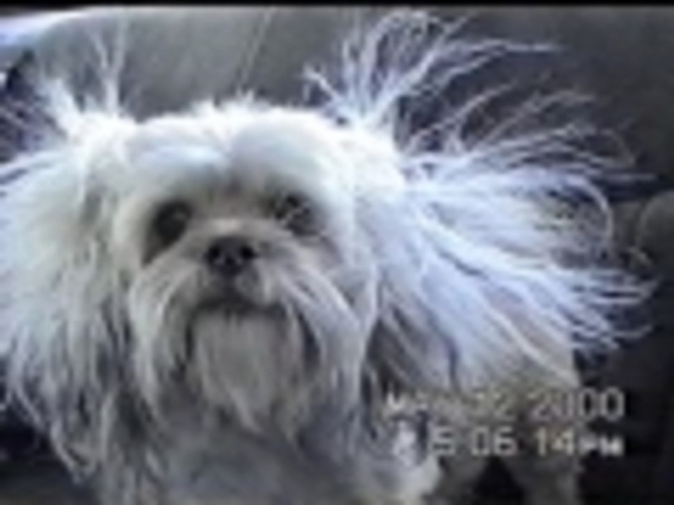 Doggie Hair Salon Horror