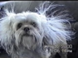 Doggie Hair Salon Horror
