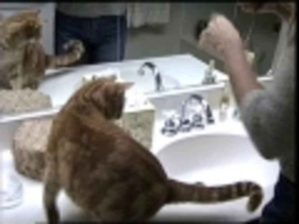 Feline floss