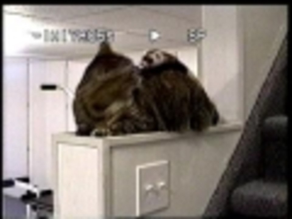 Tortured by way of the ferret