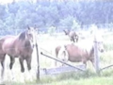 King of the hill on a horses back