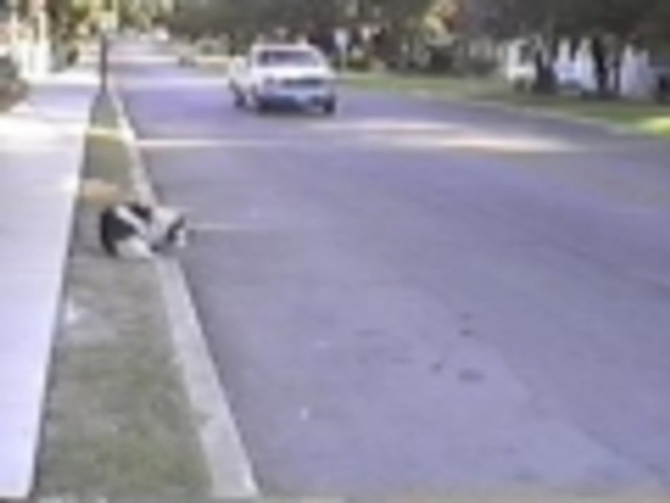 How dogs rehab from a car chasing habit