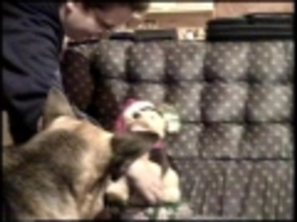 Canine conversation