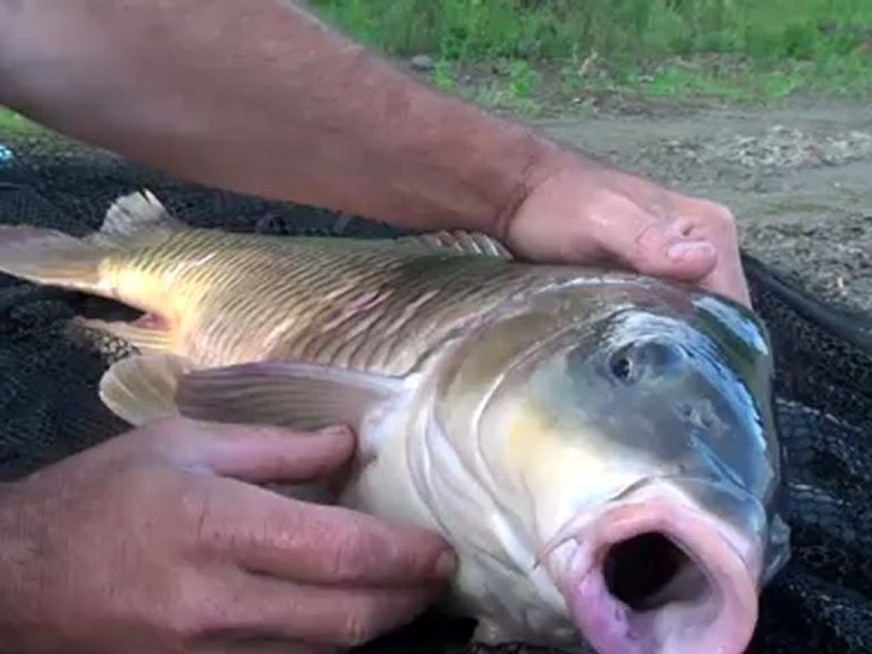 DV-Fishing 2012 Full HD