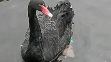 черный лебедь