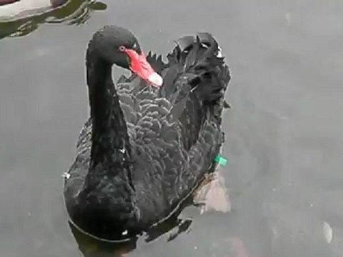 черный лебедь