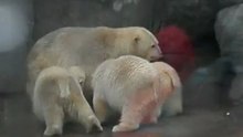 умки