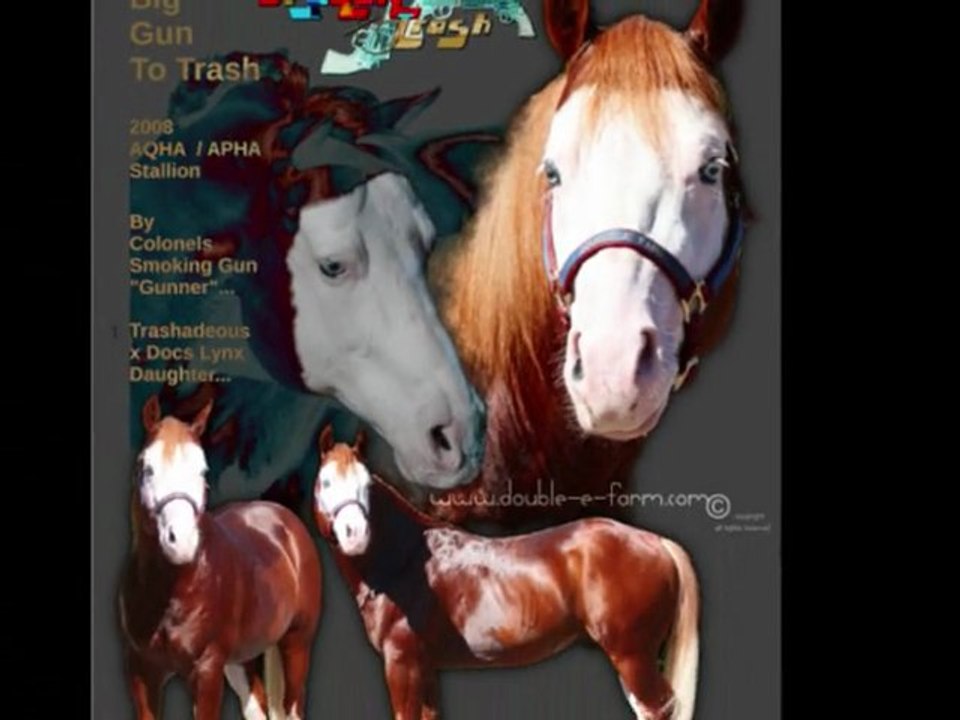 BIG GUN TO TRASH 2013 BREEDING DOUBLE E FARM