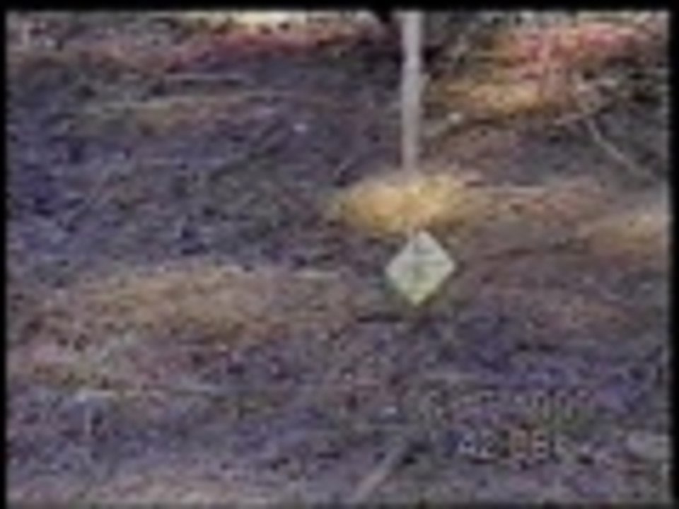 Fishing for chipmunks