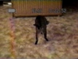 Why cats shouldnt walk across hot coals