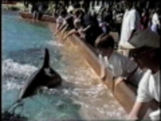 Boy Meets Dolphin