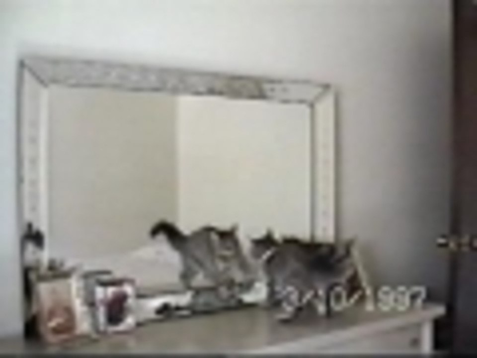 That cat knows all my moves