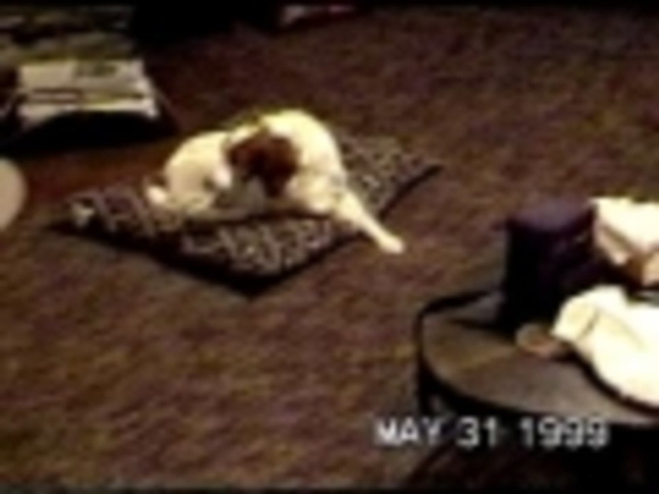 Dan the superstitious dog