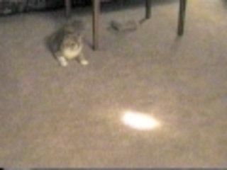 What a flashlight and some catnip can do