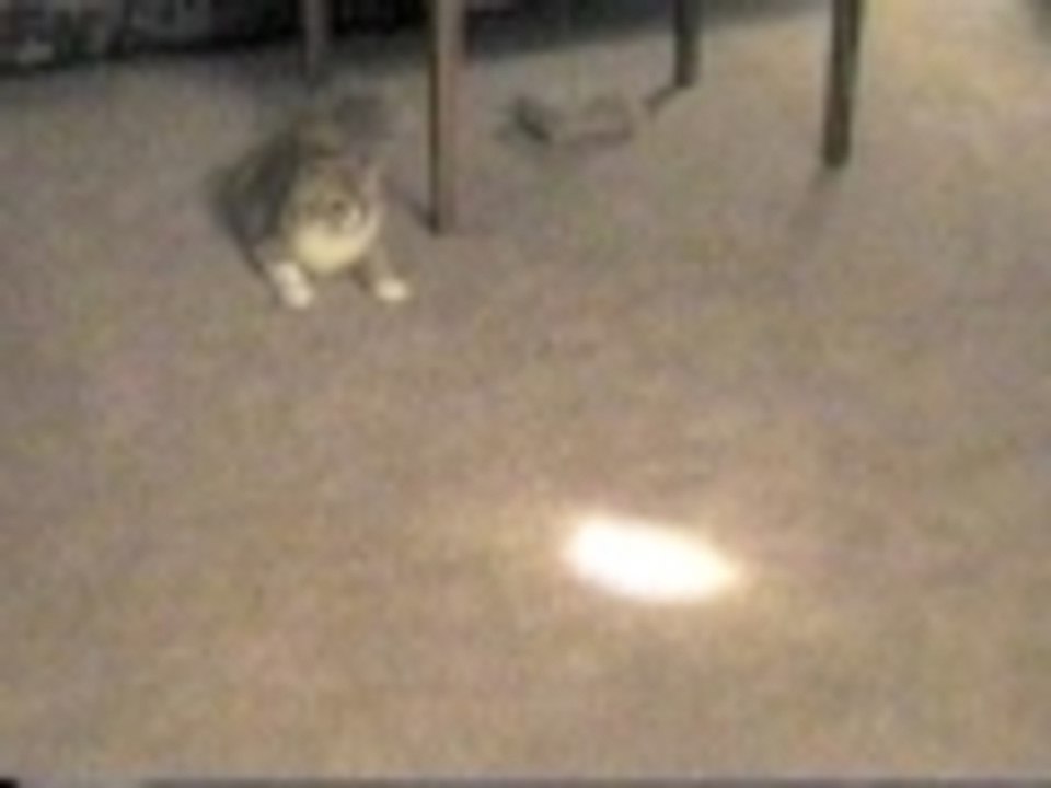 What a flashlight and some catnip can do