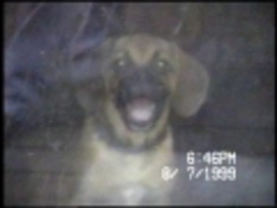 Gremlin Dog