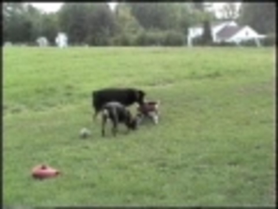 2 dogs and a wagon
