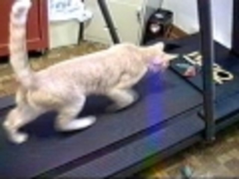 Cat on a treadmill
