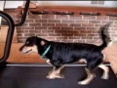 Lazy dog owners dream