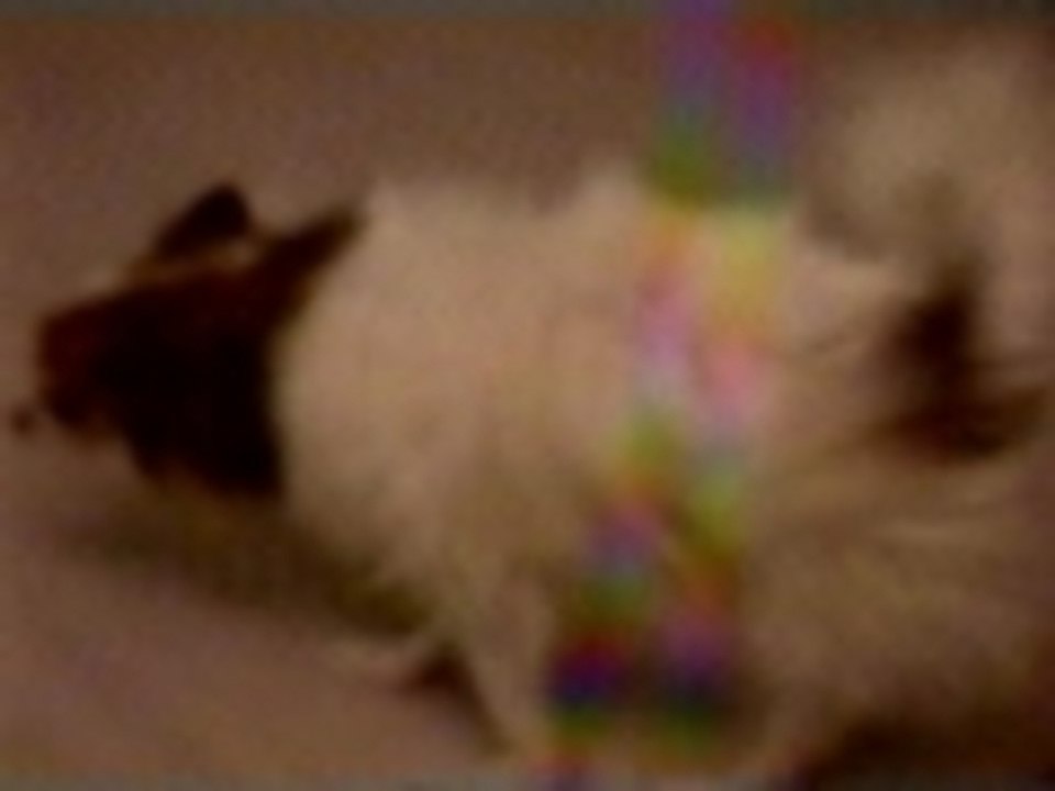 Shake your doggy booty