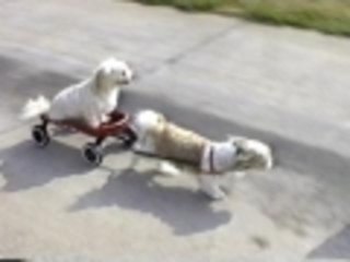 Who knew they made wagons that small