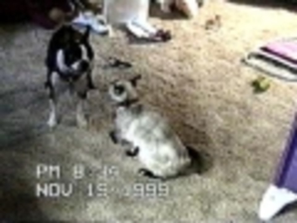 WWE animal style