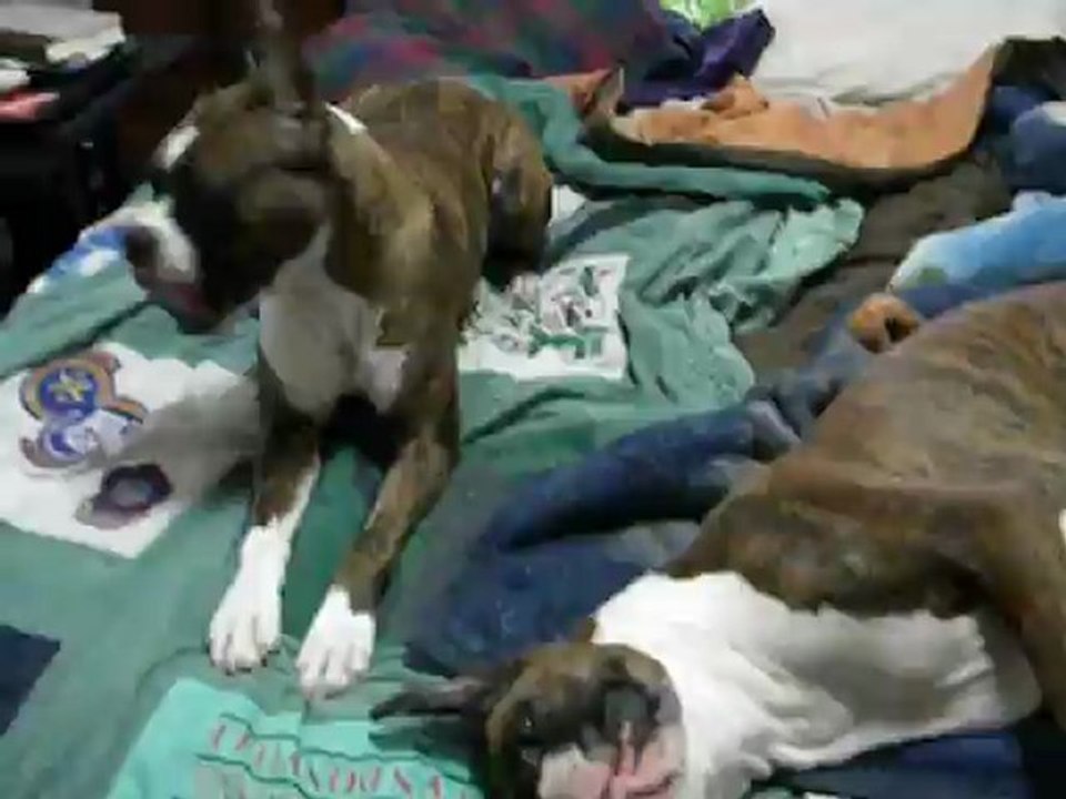 Face Fighting