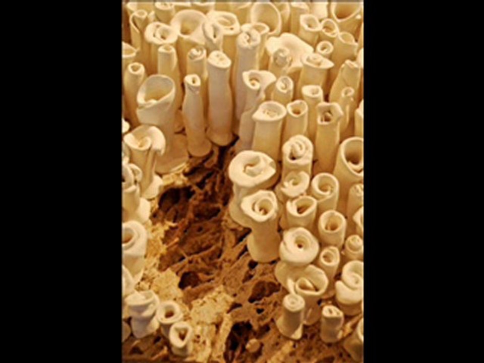 Nathalie Pomero sculpteur céramiste Salernes Var 83  Site:http://www.nathaliepomero.com/ E-mail : pomero.nathalie@orange.fr Formation en Céramique Modelage- décoration- Créations diverses