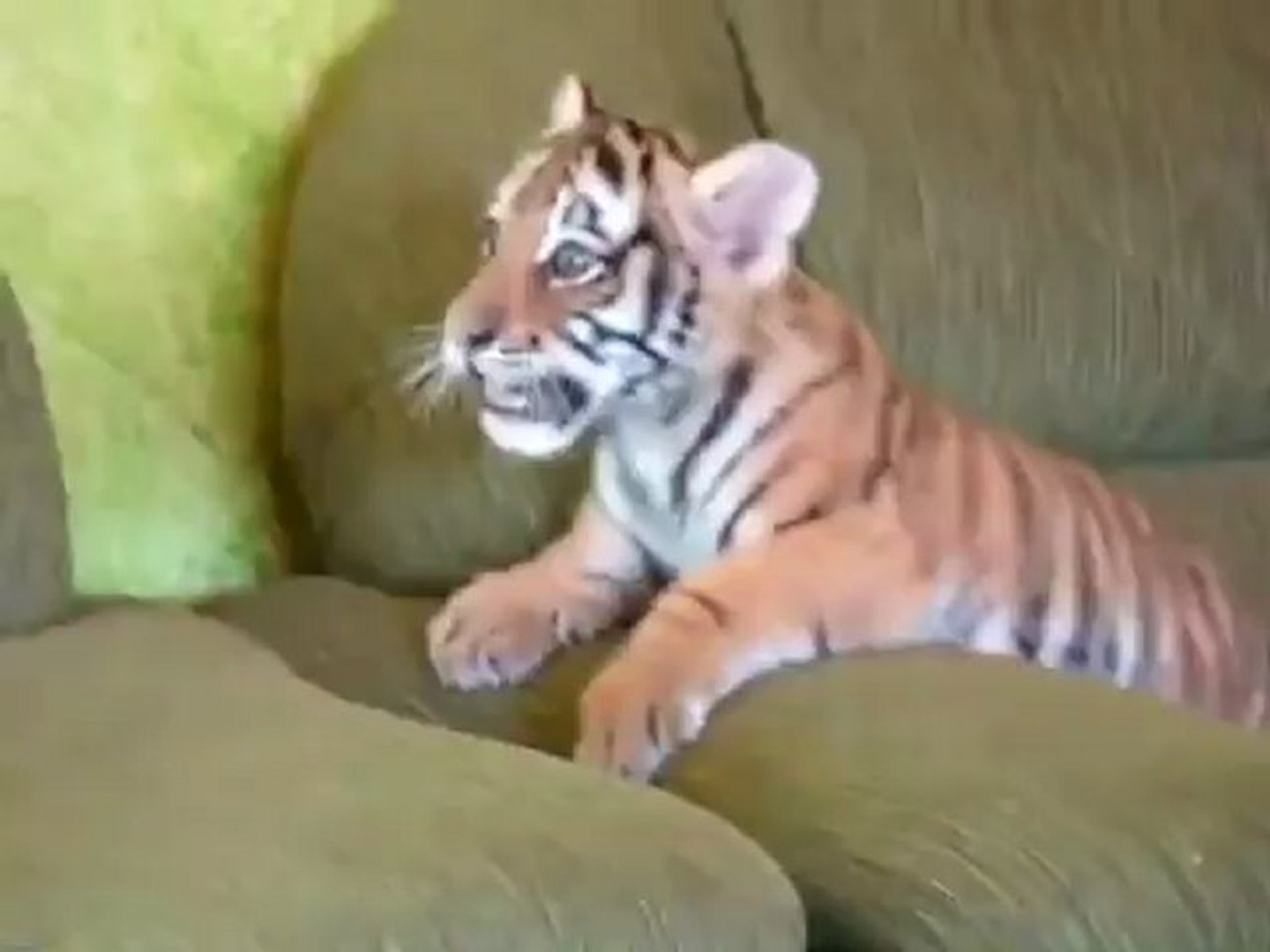 Un Bebe Tigre Joue Avec Un Chien Video Dailymotion