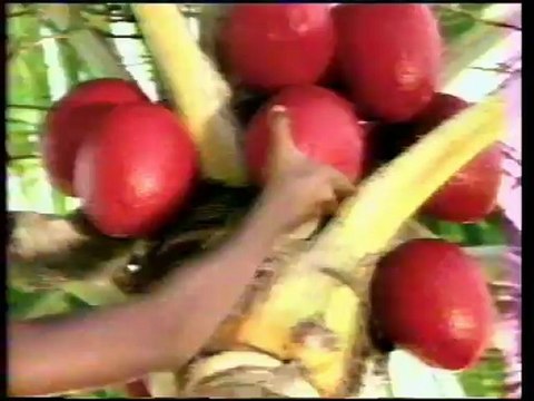 TF1 8 Janvier 1995 2 Pubs, 2 B.A., Météo, JT Nuit