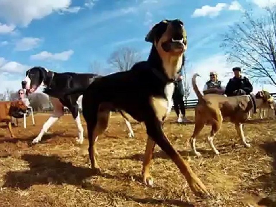 Beautiful Day at the Dog Park