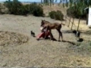 Cat trapped in a horses body