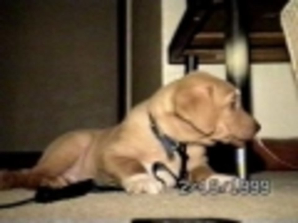 Sleepy puppy