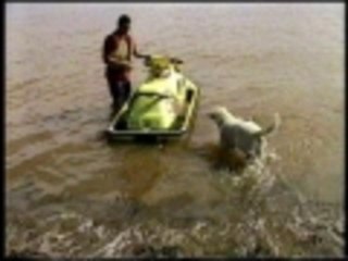 Dog just wants to jet ski