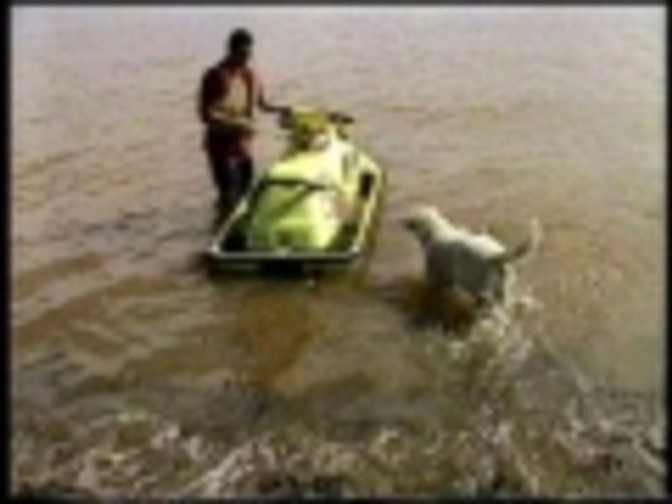 Dog just wants to jet ski