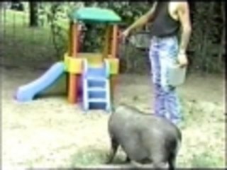 Pig goes down a slide