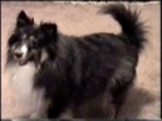 Slowest game of fetch ever