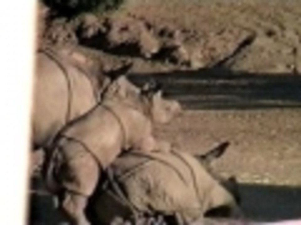 Baby rhino vs baby rhinos sister