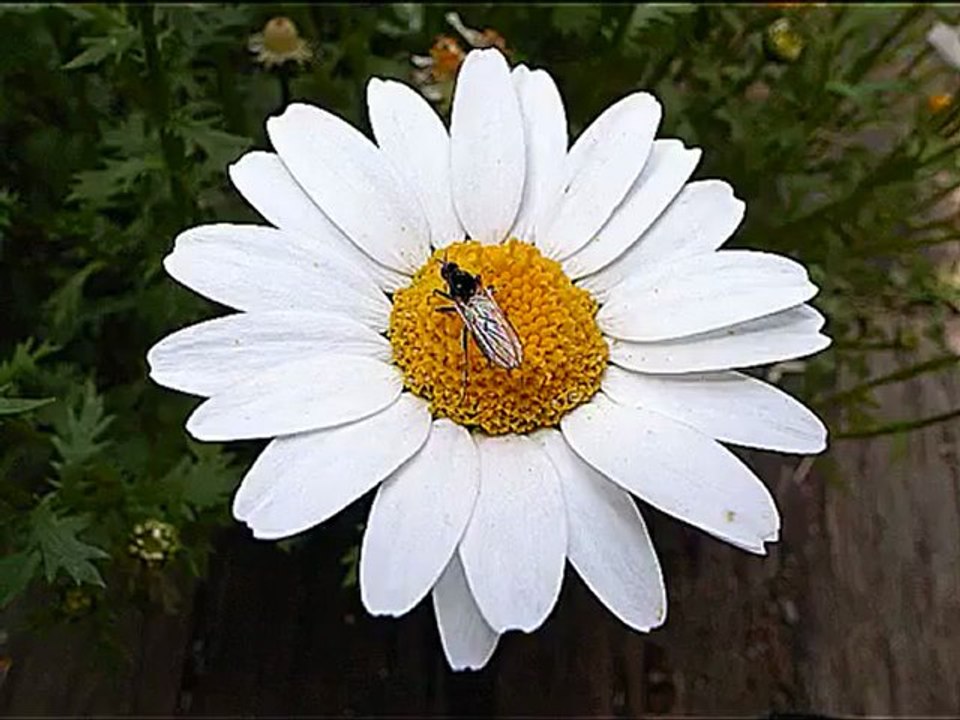 Ben E. King - Stand By Me - John Lennon version - Cover