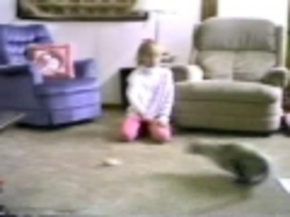 Elvis the jumping cat