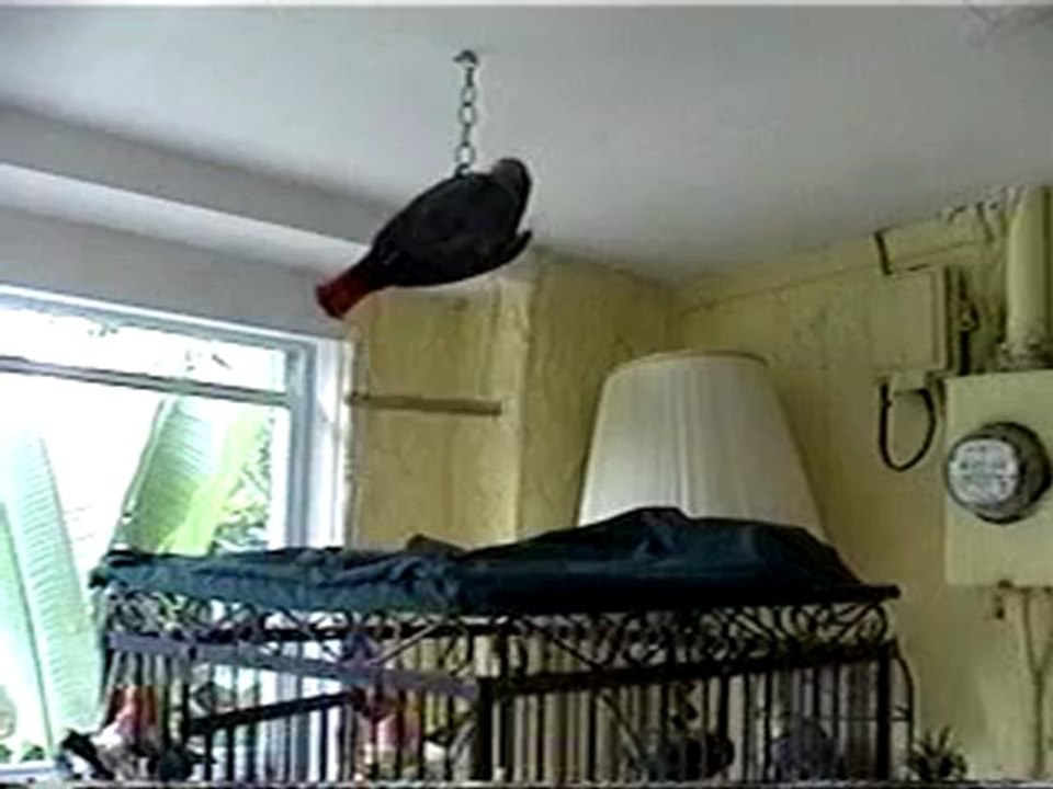 Parrot ceiling fan