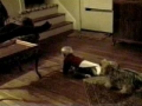 Dog pulls baby by his shirt