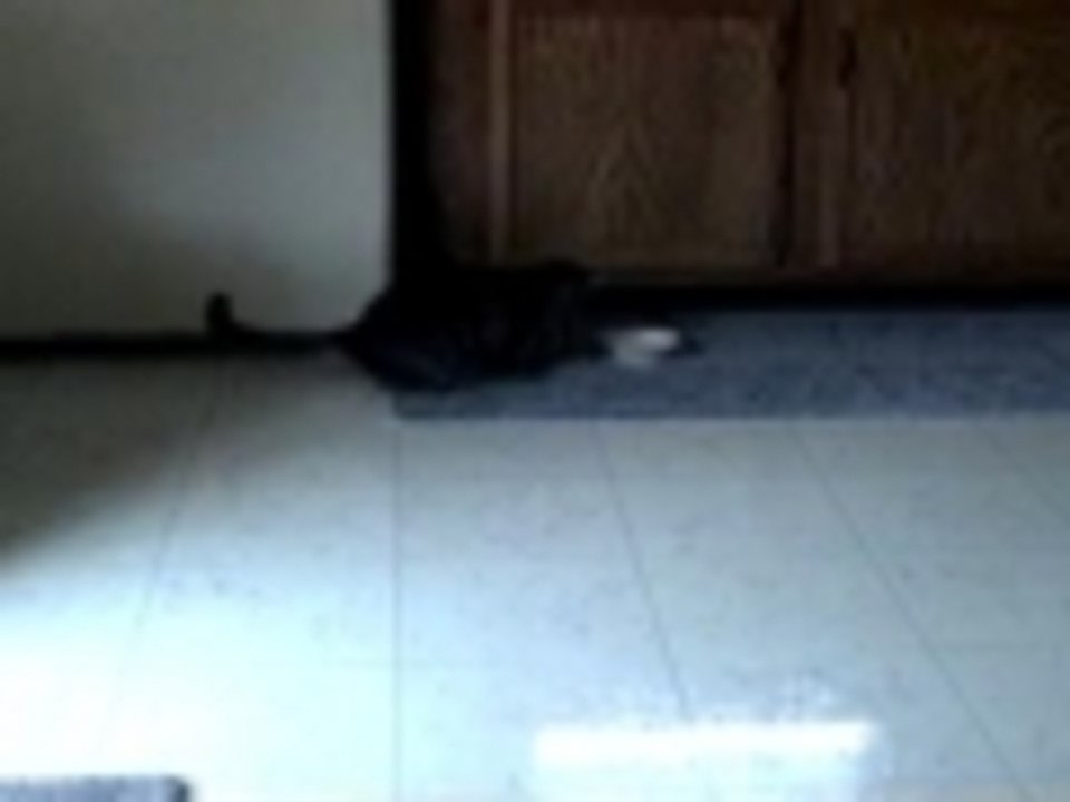 Cat drinks milk with paw