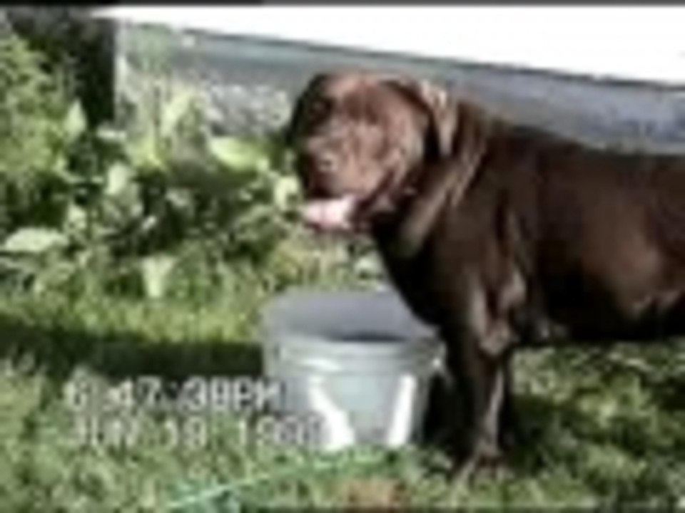 Dog Splashes in Bucket