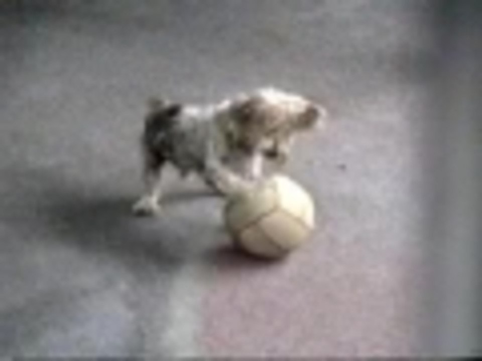 Little Dog Stuck on a Ball