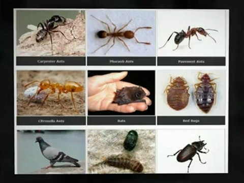 All-Pest Control Services Inc. - Pest Control Toronto