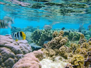 Montage photo voyage Raiatea