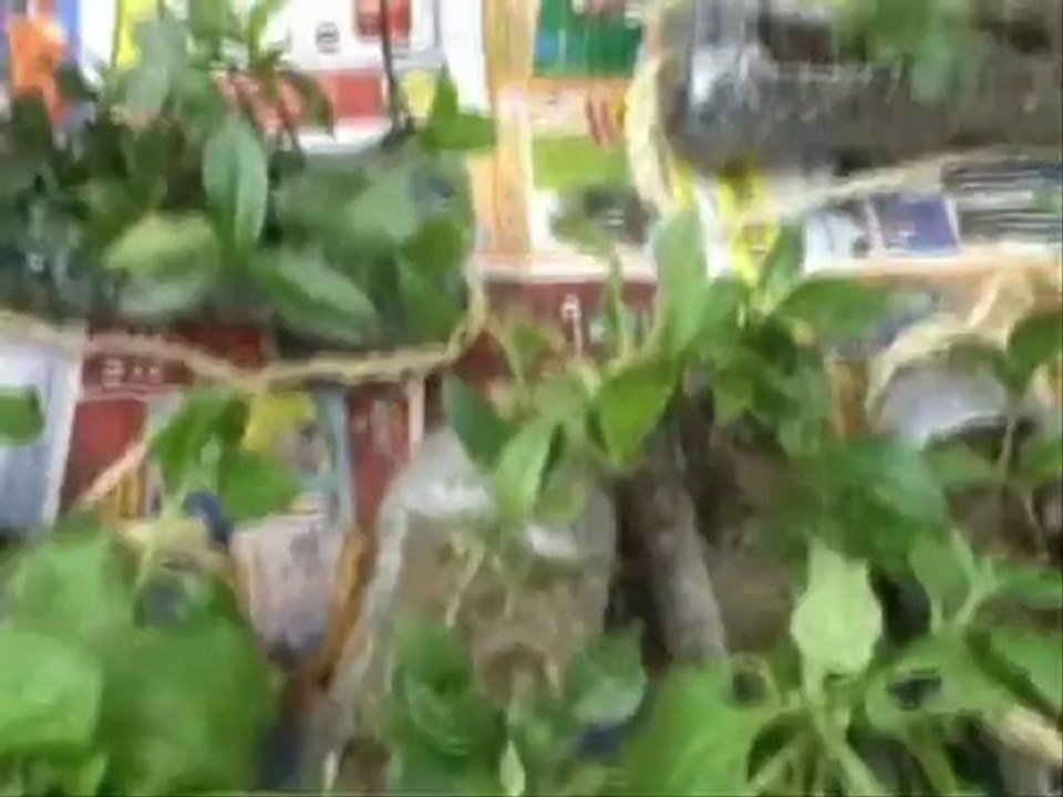 AGRUPAMENTO DE ESCOLAS DA  CORDINHA - OS ALUNOS E O SÃO MARTINHO -  ERVEDAL DA BEIRA - OLIVEIRA DO HOSPITAL